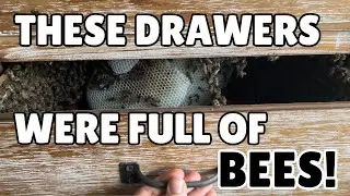 These Drawers Were Full of Bees!