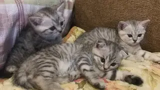 Как кормить Котят-23 дня.