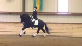 FPS Approved Friesian Stallion Lolke 371