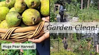 It gets better! HUGE garden clean! (+our biggest pear harvest!) #gardening