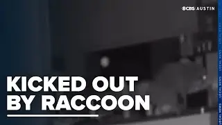 Texas couple evacuates apartment after raccoons invade through chimney