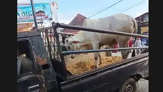 Sapi Qurban Ngamuk anak2 takut lebaran idul adha