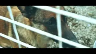 ТРОГАТЕЛЬНАЯ ИСТОРИЯ ДЛЯ ВСЕХ ЗАВОДЧИКОВ СОБАК.