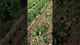 Копаємо ранню картоплю #farming #agriculture #potato