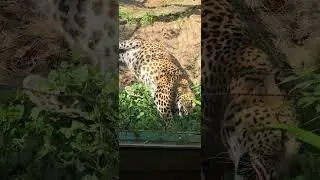 мне очень жаль животных