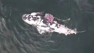 Shark feeding on whale carcass. Capstick, Cape Breton. October 15, 2023