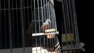 perkutut jadul