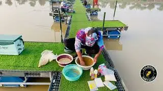 Thiên Xuyên Fishing - Hướng Dẫn Phối Bài Mồi Rô Phi Hồ Dịch Vụ Đơn Giản Hiệu Quả