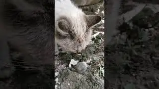 котёнок. #cat #котенок #кошка