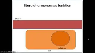 Hormonernas funktion