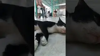 cat love 