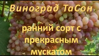 ТАсон виноград