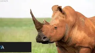 Fun Facts About Animals You Probably Didn't Know