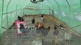 my flock
