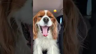 If my dogs were emojis #cavalierkingcharlesspaniel #emojichallenge