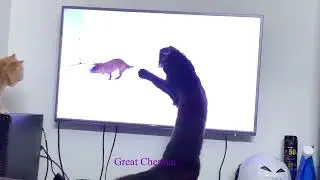 Persian cats 
