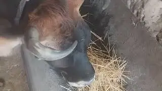 Продаю бычка .