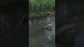 Muita Ação