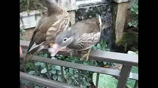 TWO DUCKS AT NIAGARA BIRD KINGDOM #ducks #Niagara