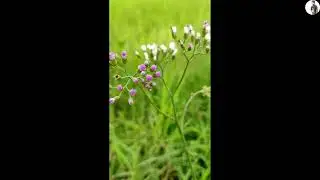 🥀🌻🌼🥰😘👉😍👍🌸🌺🌹📸