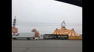 2 Скрипка лиса