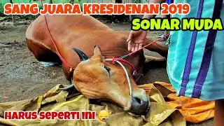 SAPI KRESIDENAN SONAR MUDA HARUS DI OPERASI
