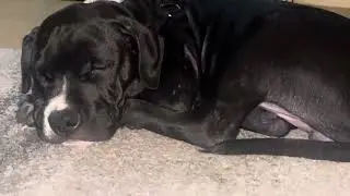 He snores like a grown man #bestfriend #dog #love #viralvideo #sleep #snore