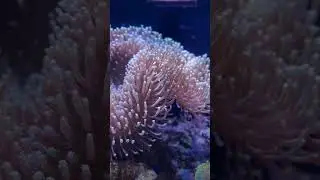 The Best Of Soft Corals In A Reef Tank