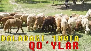 Daladagi Bebaho 100dona Qo'y Galasi | Даладаги Бебахо 100дона Куй Галаси | AVTORITET TV