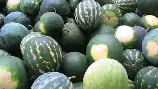 Как убираем арбузы с поля и куда отвозим.
