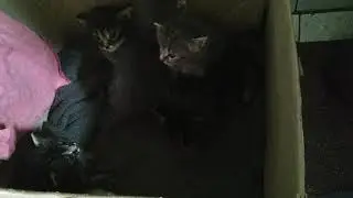 Котята играются, кусаются