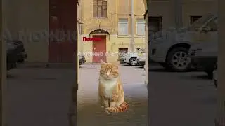 Забрали бы себе? ПИШИ в Комментариях 👉🏼 #кот #котики #животные #мем #меллстройдвиж #рекомендации