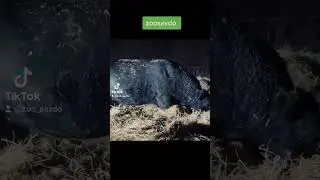 Ангус......