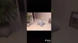 ржачь из Tik Tok