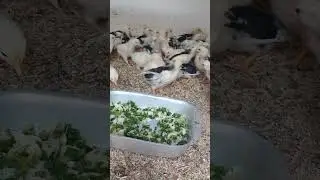 САМАЯ ПОЛЕЗНАЯ ТРАВА ДЛЯ ЦЫПЛЯТ !!!  24.08.2024 год.
