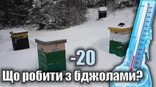 What to do with bees in -20 ° C? Humidity level in the hive.