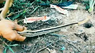Amazing snake catching with colgate