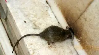 Preventing mice
