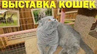 ВЫСТАВКА КОШЕК - МЕЙН КУН КОШКИ