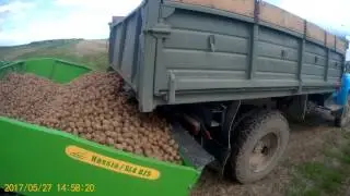 выгрузка картошки в сажалку
