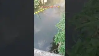 Si Allvin lagi Mancing Ikan Wader #adadishorts #strikewader #mancing #fishing #strikewaderbabon