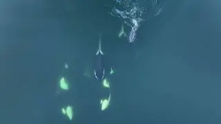 Orcas In The Hardangerfjord 31.03.2024
