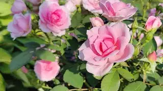 Обзор сада/мои новинки в саду 🌺/дачные дела