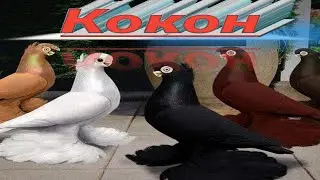 Qoqon kabutar bozori // кокон кабутар бозори