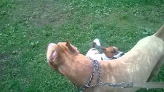 Тбои и спарринг партнер Ади!