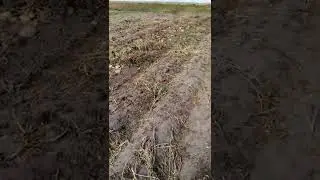 Картофель Венета. Жара и засуха не страшны для этого сорта.