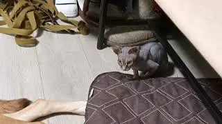 А собаке пофиг