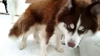 Хаски и Маламуты