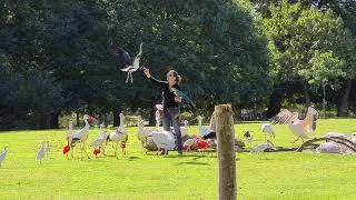 Bird show (8K)