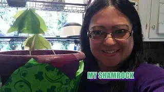 My Shamrock!